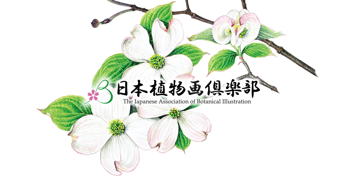 日本植物画倶楽部 トップページ