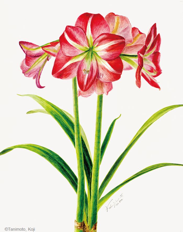 【谷本弘次：アマリリス（ ヒガンバナ科） Hippeastrum cv.】