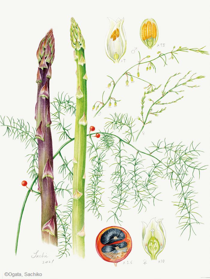 【尾形幸子：アスパラガス（ クサスギカズラ科） Asparagus officinalis】