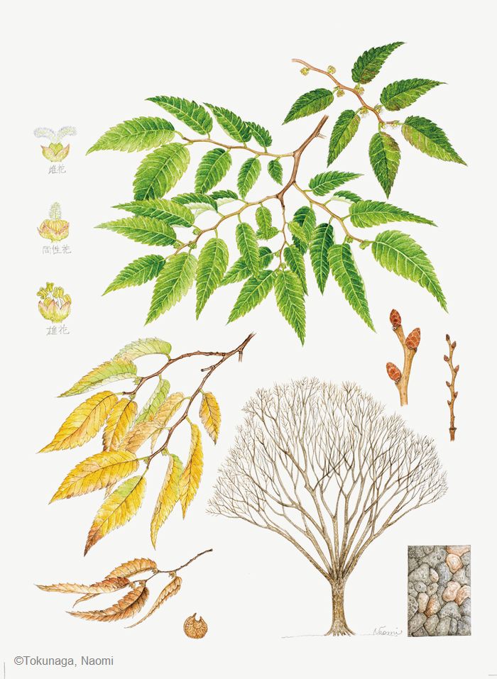 【徳永直美：ケヤキ（ ニレ科） Zelkova serrata】