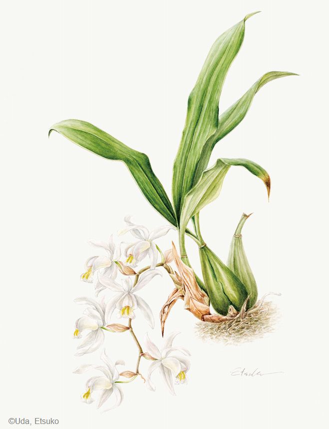 【宇田恵津子：コエロギネ インターメディア（ ラン科） Coelogyne Intermedia】