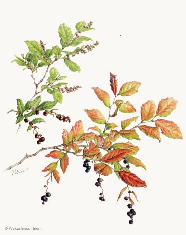 【若嶋裕美：ナツハゼ（ ツツジ科） Vaccinium oldhamii】