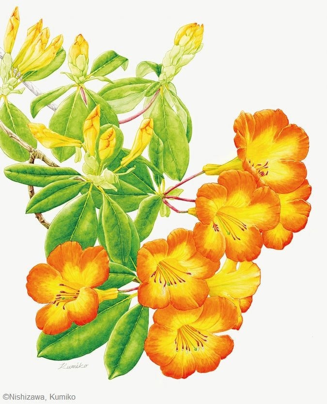 【西澤久美子：ロドデンドロン ‘スィンブ サンセット’（ ツツジ科）Rhododendron ‘Simbu Sunset’】