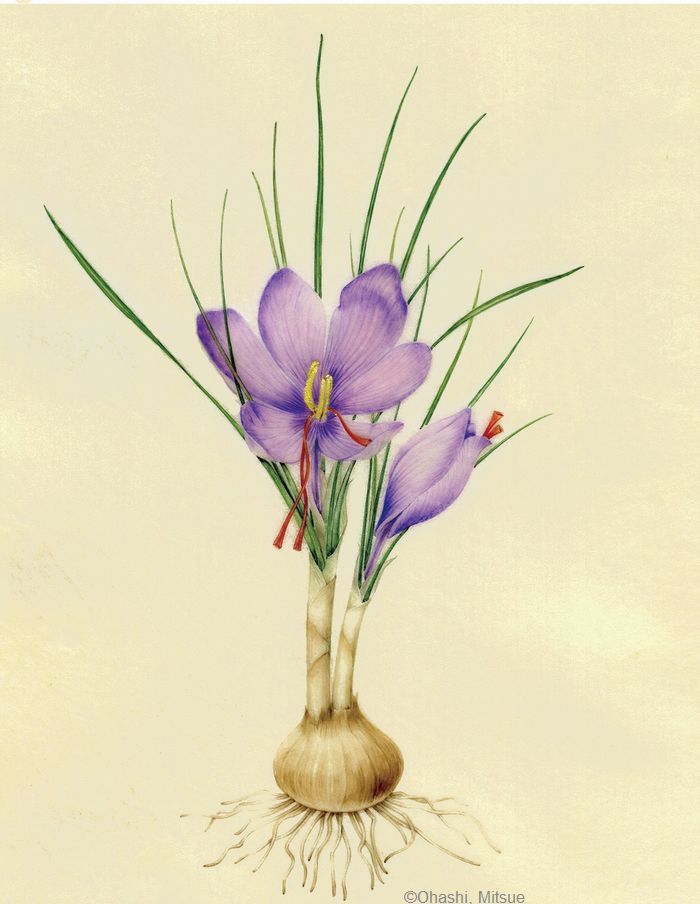 【大橋美津枝：サフラン（ アヤメ科） Crocus sativus】
