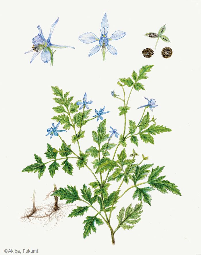 【秋葉馥美：セリバヒエンソウ（ キンポウゲ科） Delphinium anthriscifolium】