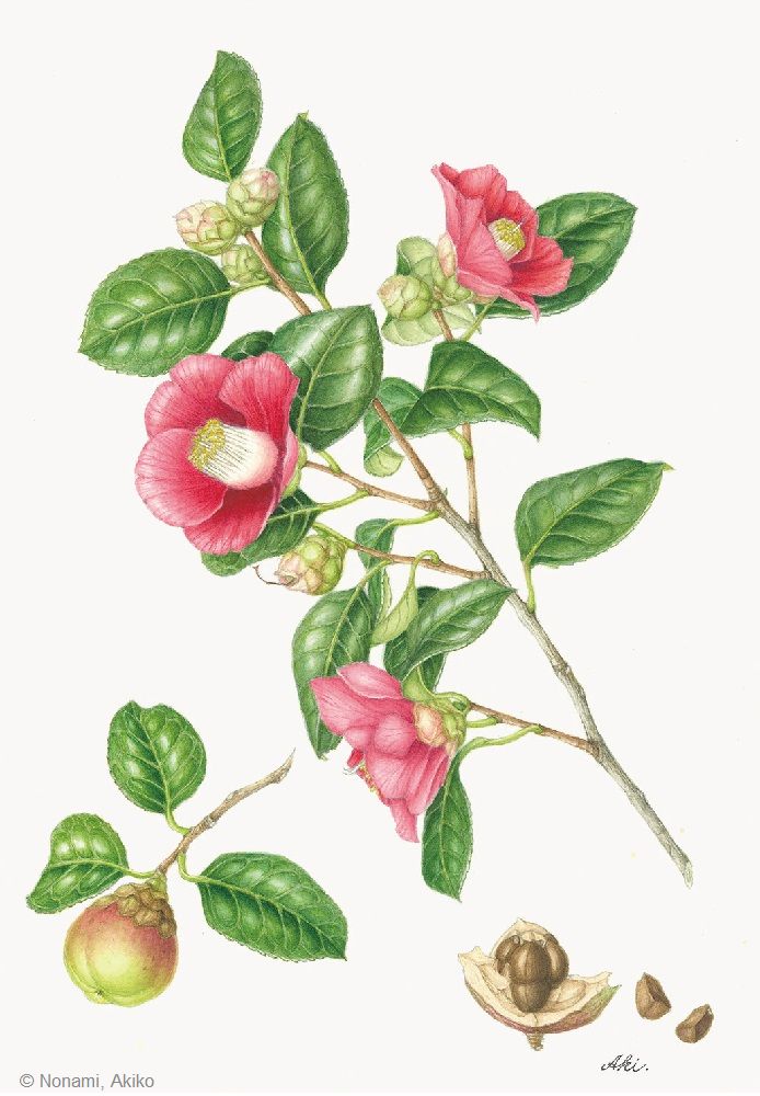 【野浪章子：ヤブツバキ（ ツバキ科） Camellia japonica】