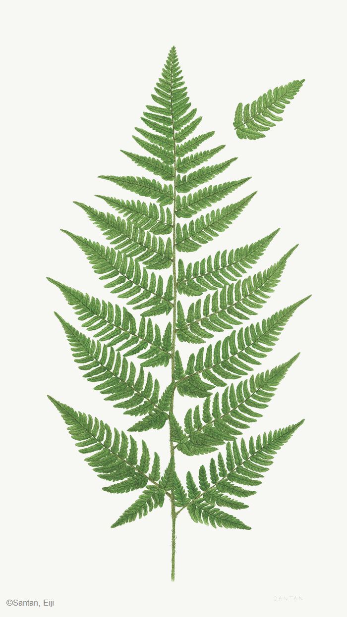 【三反栄治：ヤマイタチシダ（ オシダ科） Dryopteris bissetiana】