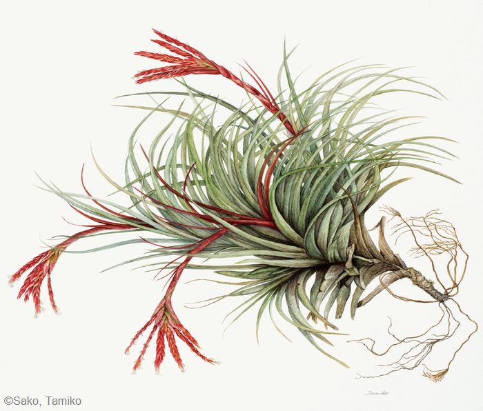 【左古民子：ティランジア ウェルニコーサ （パイナップル科） Tillandsia vernicosa】